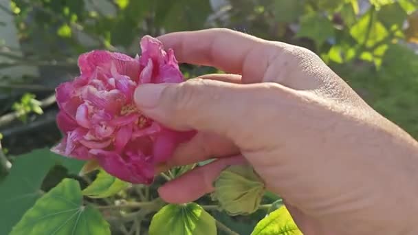 可変ホワイトから赤いペタルのハイビスカスの可変性の花の植物 — ストック動画