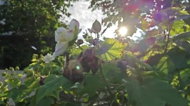 Değiştirilebilir beyaz, kırmızı yaprak Hibiscus mutabilis çiçek bitkisine.