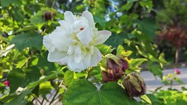 Değiştirilebilir beyaz, kırmızı yaprak Hibiscus mutabilis çiçek bitkisine.