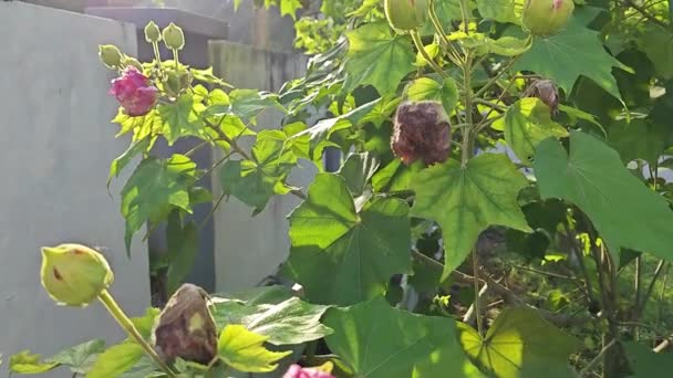 Veranderlijk Wit Tot Rood Bloemblaadje Hibiscus Mutabilis Bloemplant — Stockvideo