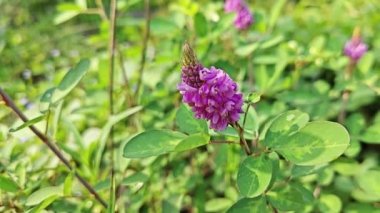 yabani çalılar desmodium heterocarpon ot bitkisi.