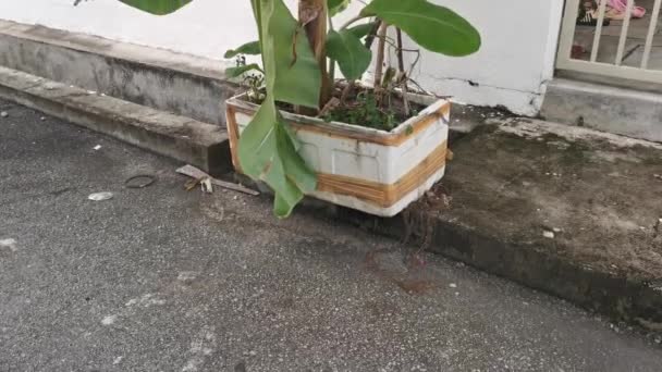 野外ポリスチレンフォームボックスから成長するバナナツリー — ストック動画