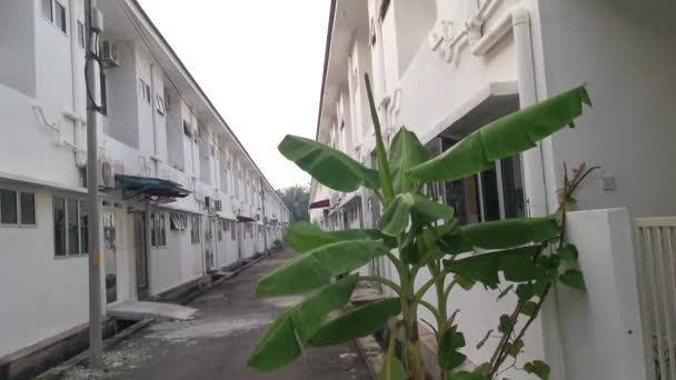 Drzewo Bananowe Rosnące Pudełka Polistyrenu Zewnątrz — Wideo stockowe