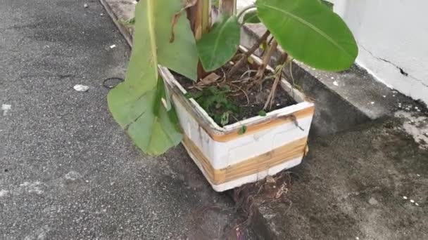 Μπανανόδεντρο Που Αναπτύσσεται Από Κουτί Από Πολυστυρόλιο — Αρχείο Βίντεο