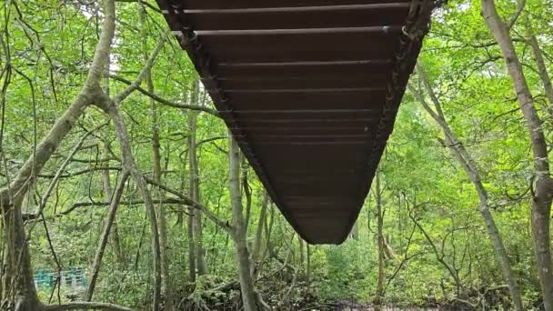 マングローブ森のクリケットロープ橋 — ストック動画
