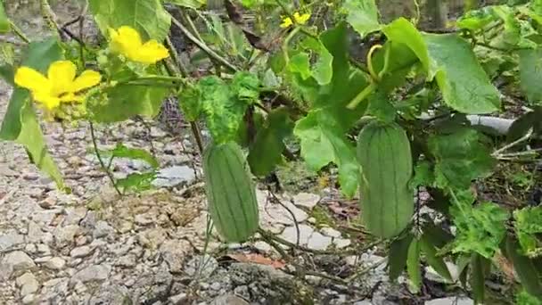クリーピング台湾ルーファグルド野菜植物 — ストック動画