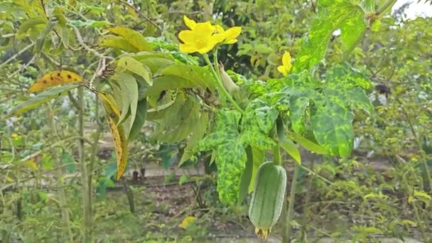 正在爬行的台湾陆花葫芦植物 — 图库视频影像