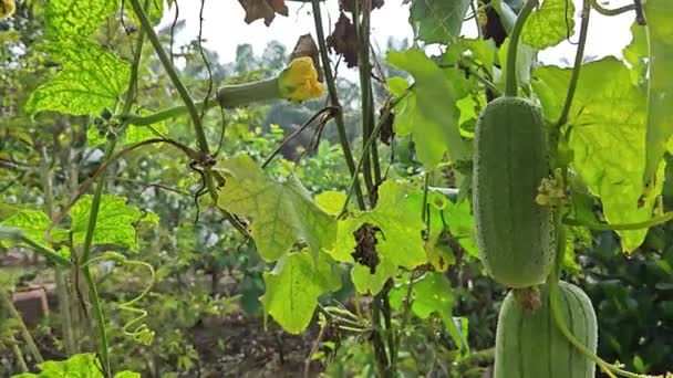 Kriechende Taiwanesische Luffa Kürbispflanze — Stockvideo