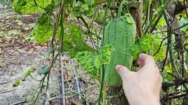 Rastrero Taiwanés Luffa Calabaza Vegetal Planta — Vídeos de Stock