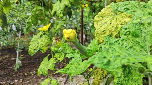 Sürünen Tayvan Luffa Kabağı Sebze Bitkisi — Stok video