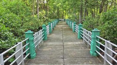 Mangrove ormanının kıyı manzarası. 