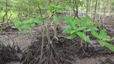 Mangrove ormanının kıyı manzarası. 