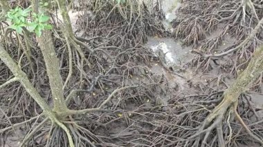 Mangrove ormanının kıyı manzarası. 