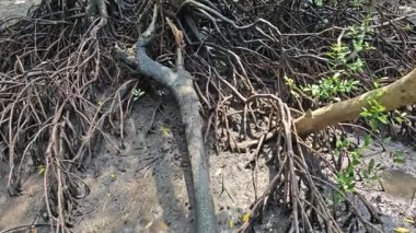 Mangrove ormanının kıyı manzarası.