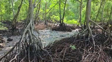 Mangrove ormanının kıyı manzarası.