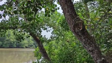 Mangrove ormanının kıyı manzarası.
