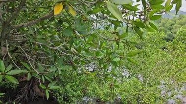 Mangrove ormanının kıyı manzarası. 