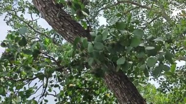 Mangrove ormanının kıyı manzarası.