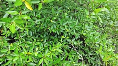 Mangrove ormanının kıyı manzarası. 
