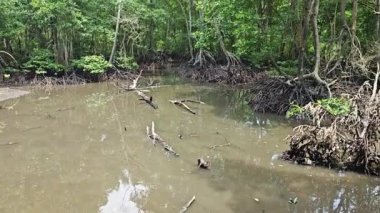 Mangrove ormanının kıyı manzarası.