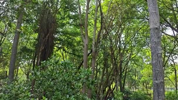 Kustlijn Landschap Scène Van Mangrove Woud — Stockvideo