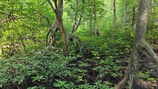 Kust Landskap Scen Mangrove Skogen — Stockvideo