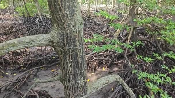 Kust Landskap Scen Mangrove Skogen — Stockvideo