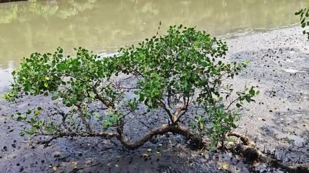 Ακτογραμμή Τοπίο Σκηνή Του Δάσους Mangrove — Αρχείο Βίντεο
