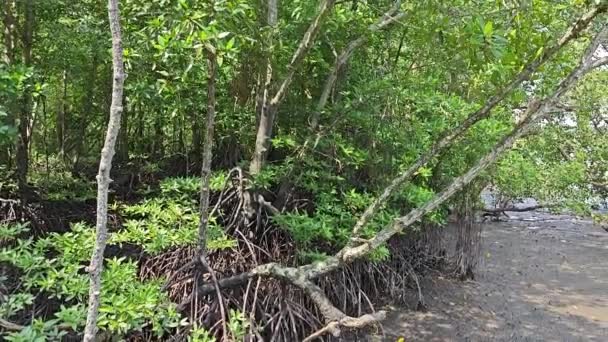 Coastline Landscape Scene Mangrove Forest — Stock Video