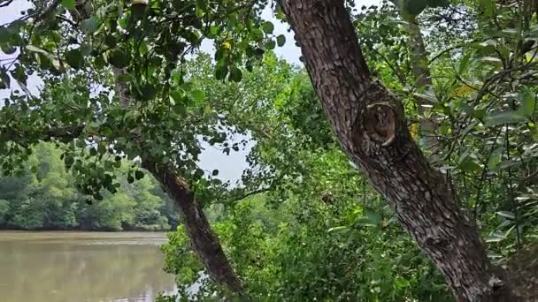 Paysage Côtier Scène Forêt Mangroves — Video