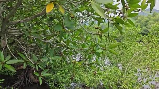 Mangrove Erdő Part Menti Tájképének Jelenete — Stock videók
