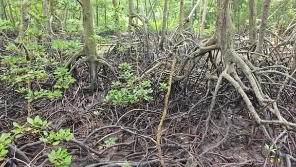Pobřežní Krajinná Scéna Mangrovového Lesa — Stock video