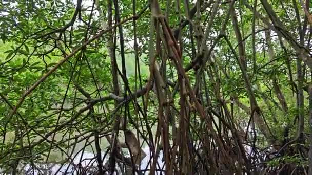 Ακτογραμμή Τοπίο Σκηνή Του Δάσους Mangrove — Αρχείο Βίντεο