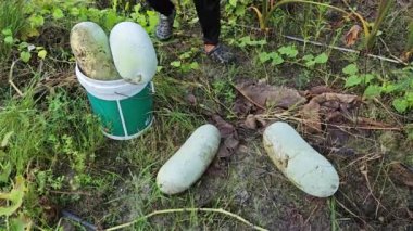 Taze yer kabağı, uzatılmış sebze meyveleri..