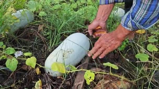 Segar Gourd Tanah Buah Sayuran Memanjang — Stok Video