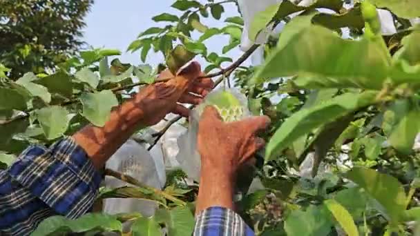 Plockning Inslagna Guava Frukter Gården — Stockvideo