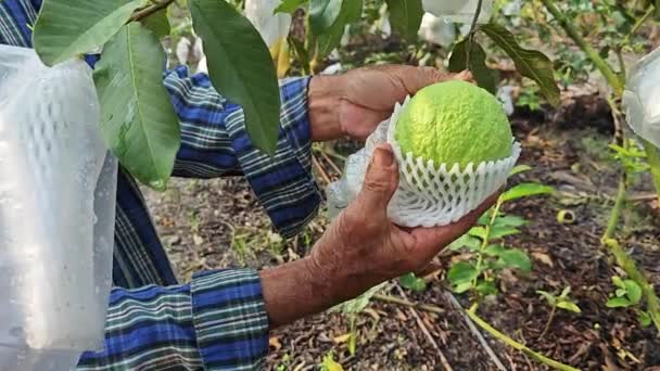 Plockning Inslagna Guava Frukter Gården — Stockvideo