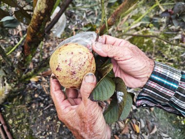 Taze kırmızı sığır güveci meyvesi.