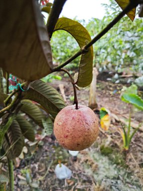Taze kırmızı sığır güveci meyvesi.