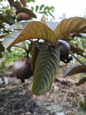 Taze kırmızı sığır güveci meyvesi.