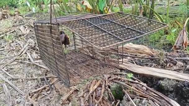 Grande Cage Piège Métal Animal Rouillé Ferme — Video