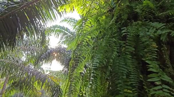 Солнечный Свет Сияющий Диких Папоротниках Прорастающих Вокруг Ствола Пальмы — стоковое видео
