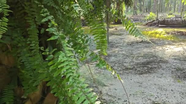 Солнечный Свет Сияющий Диких Папоротниках Прорастающих Вокруг Ствола Пальмы — стоковое видео