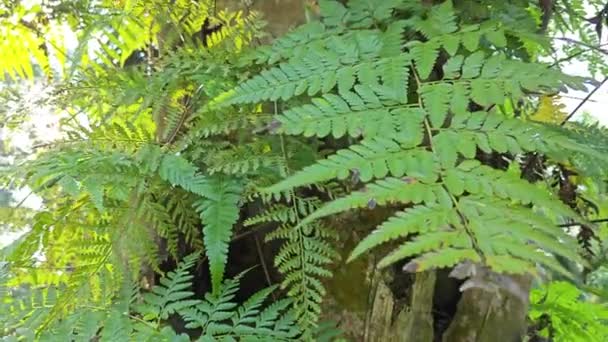 在油棕榈树干周围发芽的野生蕨叶上闪烁着阳光 — 图库视频影像