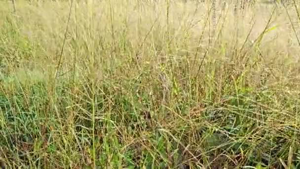 Campo Paisagem Cheio Arbustos Switchgrass Selvagens — Vídeo de Stock