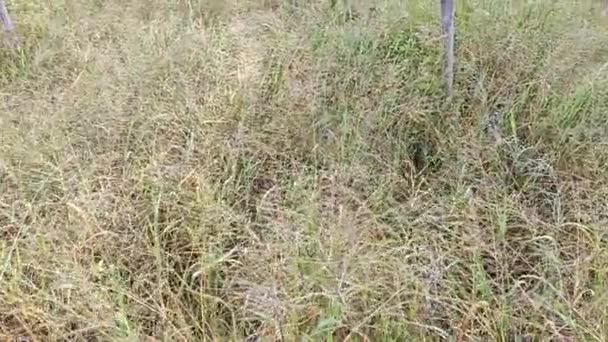 Campo Paisagem Cheio Arbustos Switchgrass Selvagens — Vídeo de Stock