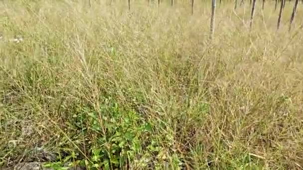 Campo Paesaggio Pieno Cespugli Erba Selvatica Switchgrass — Video Stock
