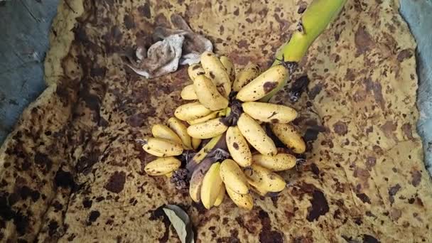 Traube Von Überreifen Musa Acuminata Bananen Die Von Stubenfliegen Befallen — Stockvideo