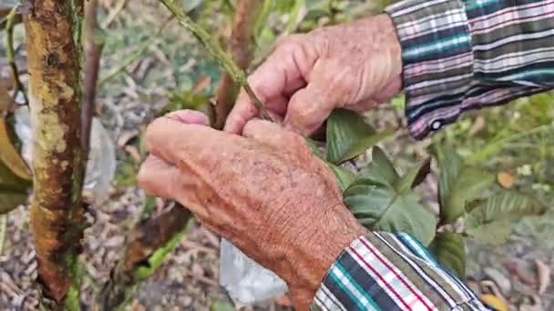 Die Frischen Roten Cattley Guaven — Stockvideo