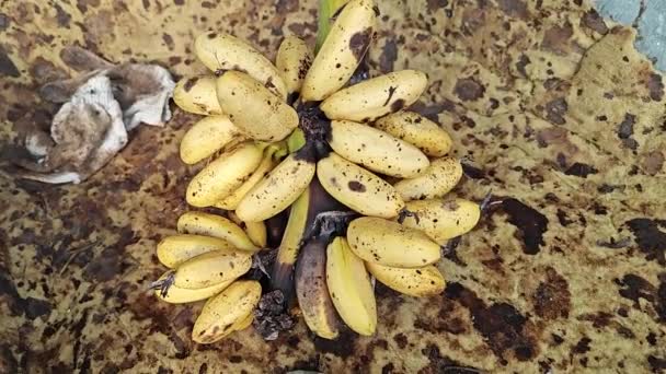 长满家蝇的成熟麝香香蕉丛生 — 图库视频影像
